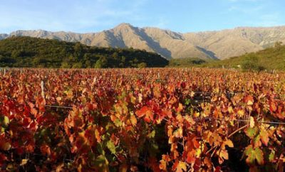 Caminos del vino en Córdoba, una experiencia especial